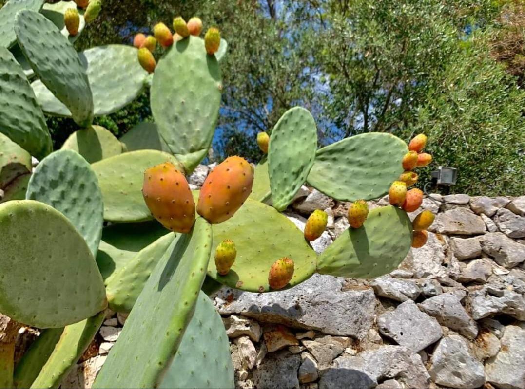 Trullo Dimora Di Pietra Gallipoli Baia Di Gallipoli Esterno foto